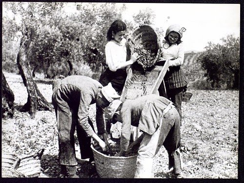 Recogida tradicional de la aceituna, trabajo habitual en los inviernos de su infancia.